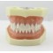Nissin 500 type dental typodont model